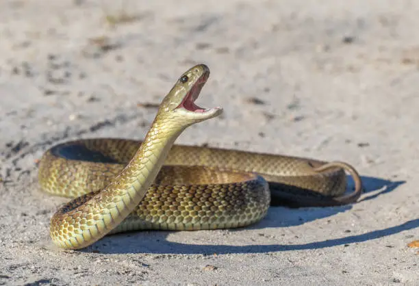 Large venomous Australian Elapid Snake
