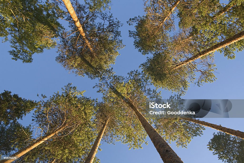 Pine encimeras de - Foto de stock de Aire libre libre de derechos