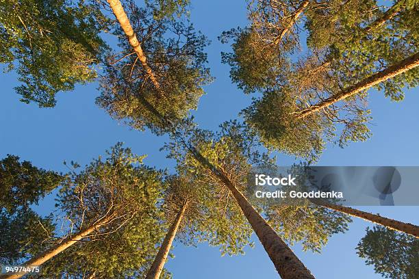 Foto de Topos De Pinho e mais fotos de stock de Alto - Descrição Geral - Alto - Descrição Geral, Azul, Beleza natural - Natureza