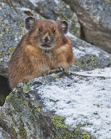 The American Pika (Ochotona princeps) is an herbivorous, smaller relative of the rabbit. These cute rodents can be found in the mountains of western North America usually above the tree line in large boulder fields. The pika could become the first mammal in United States to be listed as endangered by the US Fish and Wildlife Service as a result of global climate change. This pika was found near Sunrise Lake in Mount Rainier National Park, Washington State, USA.