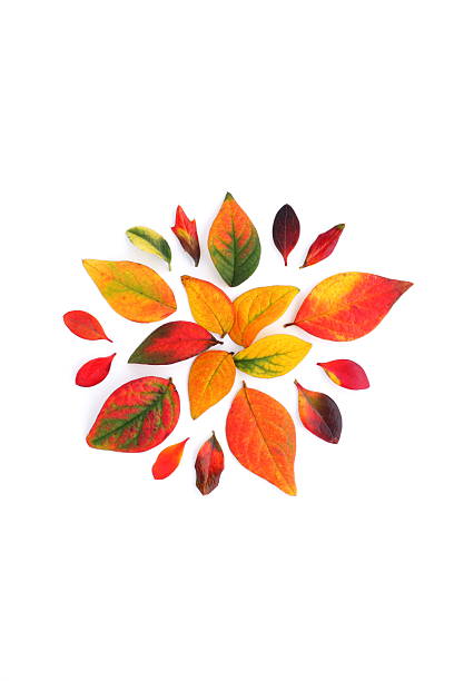 Colorful bright autumn leaves of rowan, oak, maple trees, full frame background
