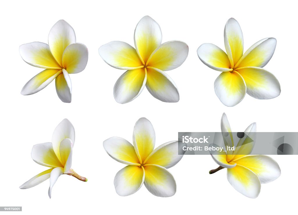 Six images of individual frangipani blooms [url=http://francais.istockphoto.com/file_closeup/object/4100653_frangipanis_flowers.php?id=4100653][img]http://www1.istockphoto.com/file_thumbview_approve/4100653/1/istockphoto_4100653_frangipanis_flowers.jpg[/img][/url] [url=http://francais.istockphoto.com/file_closeup/object/4100676_frangipanis_flowers.php?id=4100676][img]http://www1.istockphoto.com/file_thumbview_approve/4100676/1/istockphoto_4100676_frangipanis_flowers.jpg[/img][/url] [url=http://francais.istockphoto.com/file_closeup/object/4100714_frangipanis_flowers.php?id=4100714][img]http://www1.istockphoto.com/file_thumbview_approve/4100714/1/istockphoto_4100714_frangipanis_flowers.jpg[/img][/url]
[url=http://francais.istockphoto.com/file_closeup/object/4100726_frangipanis_flowers.php?id=4100726][img]http://www1.istockphoto.com/file_thumbview_approve/4100726/1/istockphoto_4100726_frangipanis_flowers.jpg[/img][/url] [url=http://francais.istockphoto.com/file_closeup/object/4086259_frangipanis_flowers.php?id=4086259][img]http://www1.istockphoto.com/file_thumbview_approve/4086259/1/istockphoto_4086259_frangipanis_flowers.jpg[/img] Frangipani Blossom Stock Photo