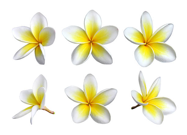 Six images of individual frangipani blooms stock photo