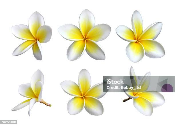 Six Images Of Individual Frangipani Blooms Stock Photo - Download Image Now - Frangipani Blossom, Flower, Caribbean Culture