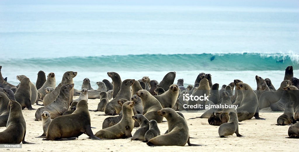 Robben auf den Strand - Lizenzfrei Skelettküste Stock-Foto