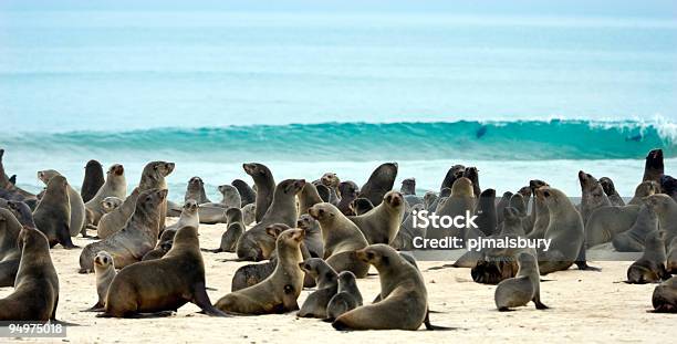 Robben Auf Den Strand Stockfoto und mehr Bilder von Skelettküste - Skelettküste, Namibia, Strand