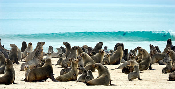 Taken in the Skeleton Coast National Park, Northern Namibia