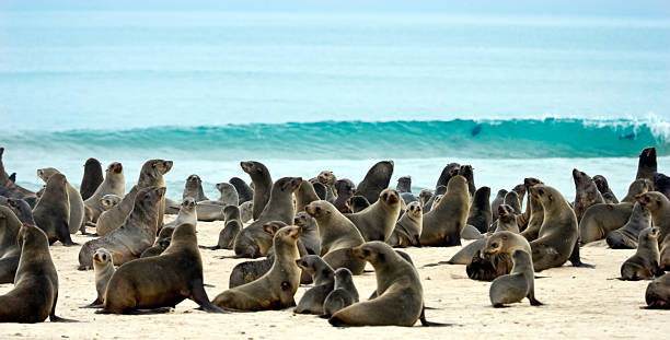 Plethora of seals on the sand by the ocean stock photo