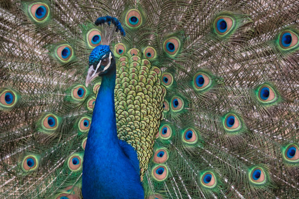 istock Regal and Opulent Peacock in full bloom 949750896