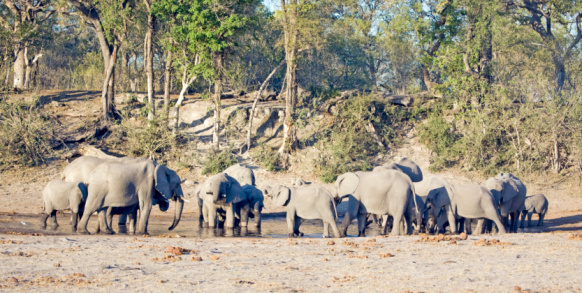 African Elephant, loxodonta africana, Herd drinking at Chobe River, Botswana