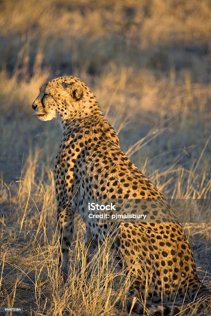 Ghepardo al tramonto - Foto stock royalty-free di Africa