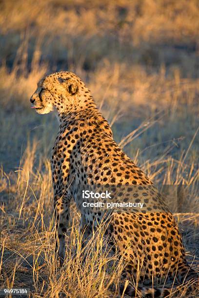 Gepard O Zachodzie Słońca - zdjęcia stockowe i więcej obrazów Afryka - Afryka, Bez ludzi, Botswana