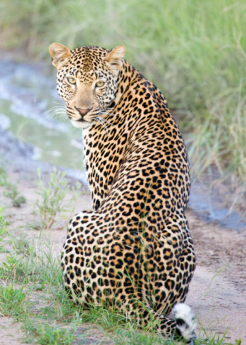 Male Leopard standing in the tall grass in the Kruger National Park, South Africa.