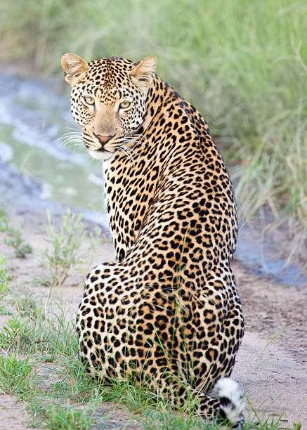 Jaguar sitting with his head turned back stock photo