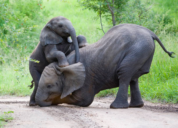 Elephants playing together in jungle Taken in a private game reserve bordering the Kruger National Park, South Africa young animal stock pictures, royalty-free photos & images