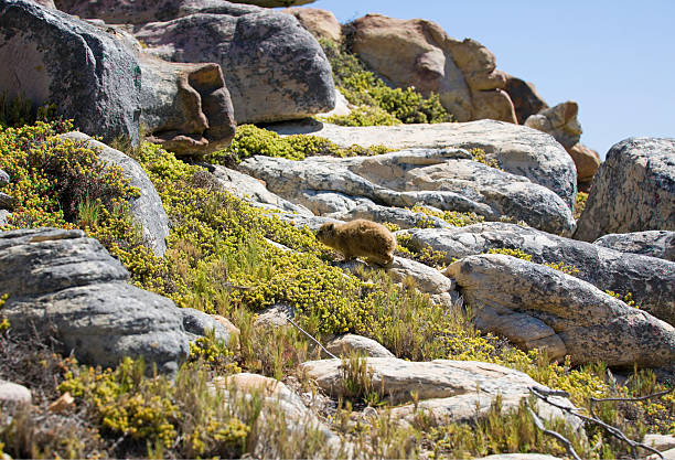 Cape Hyrax clifftop lookout, Western Cape, South Africa. South Africa on the southern tip of Africa is a beautiful, colourful and diverse country of varied landscapes from craggy rocky cliffs and coastline to savannah grasses of the natural wildlife parks that reflect the chequered social history and social issues of the country.