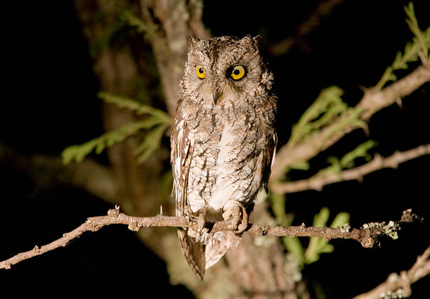 A small brown owl perched in a tree at night stock photo