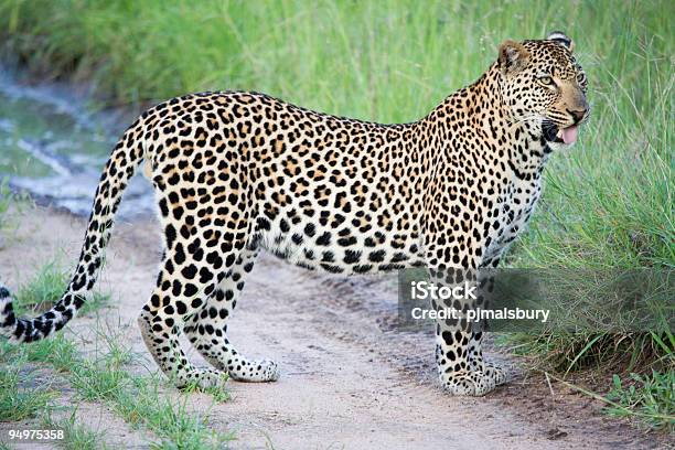 Cuddly Leopard Stock Photo - Download Image Now - Africa, African Culture, Animal