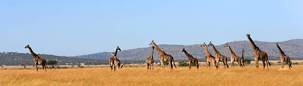 Serengeti Scenic stock photo