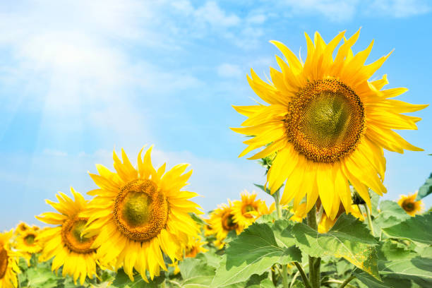 istock Bright blossoming sunflower flowers under the bright summer sun 949759588