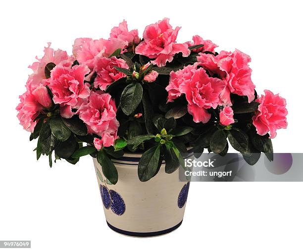 Azalea Stock Photo - Download Image Now - Azalea, Blossom, Color Image