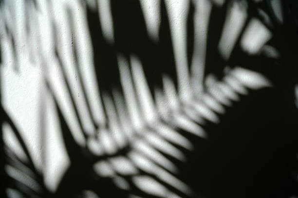 istock Shadow of Palm Leaves on Concrete Wall . 949761794