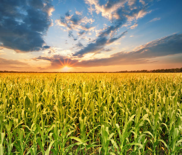 Field with corn at sunset Field with corn at sunset. Summer landscape. The concept of a rich harvest, growth and development. sweet corn in field stock pictures, royalty-free photos & images