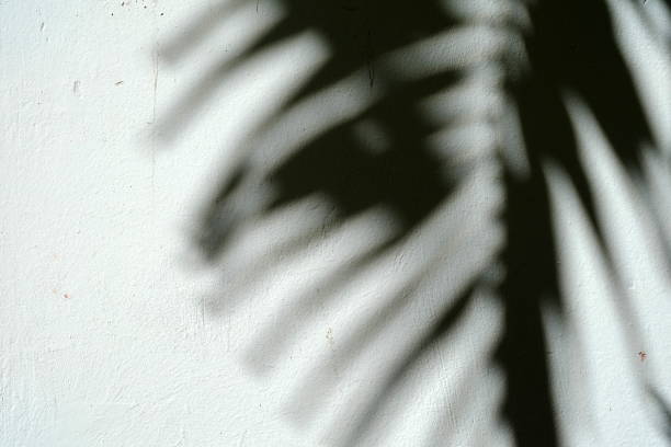 istock Shadow of Palm Leaves on Concrete Wall . 949761812