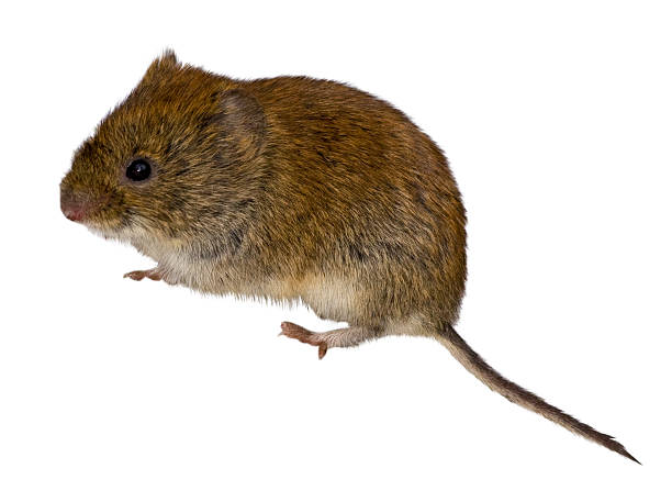 istock Clethrionomys glareolus, Bank Vole 94976425