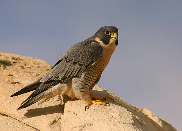 a Falcon enters it's nest on a cliff side along the southern California coast