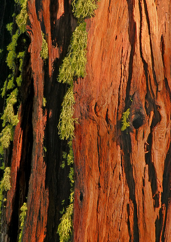 Closeup of moss tufts clinging to a gorgeous giant sequoia tree in the golden afternoon light.  Northern California (Sierras).