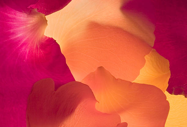 Rose Petal Abstract #1 stock photo