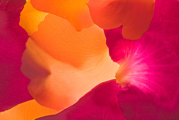 Rose Petal Abstract #2 stock photo