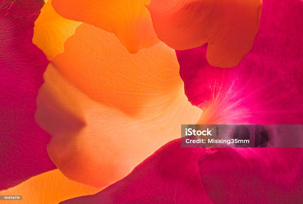 Роза Лепесток абстрактный#2 - Стоковые фото Абстрактный роялти-фри