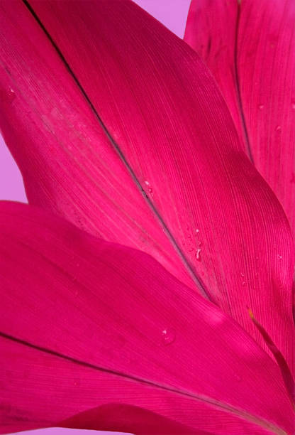 Magenta Ti Plant Leaves Closeup  ti plant stock pictures, royalty-free photos & images