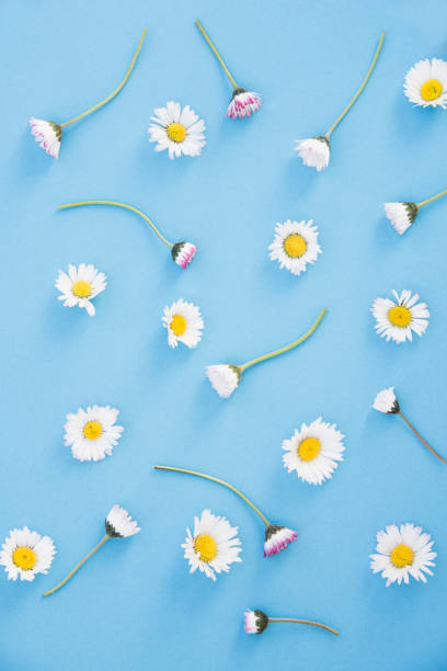 istock flowers on bright color background. Happy spring concept. 949767572