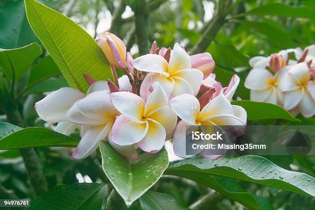 Photo libre de droit de Plumeria Cluster banque d'images et plus d'images libres de droit de Affluence - Affluence, Arbre, Arbre en fleurs