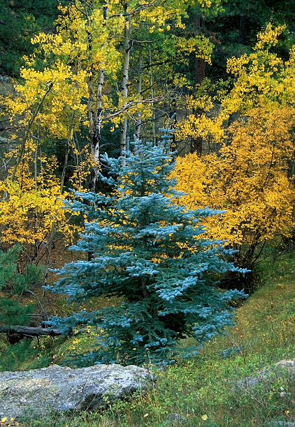 колорадо ель голубая - spruce tree colorado blue blue spruce стоковые фото и изображения