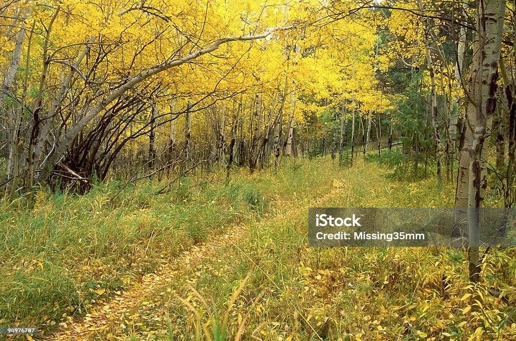 Chemin à travers une forêt dorée - Photo de Arbre libre de droits