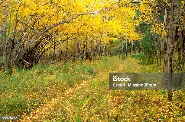 Foto de Trilha Através De Uma Floresta De Ouro e mais fotos de stock de Beleza natural - Natureza - Beleza natural - Natureza, Bosque - Floresta, Brilhante - Luminosidade