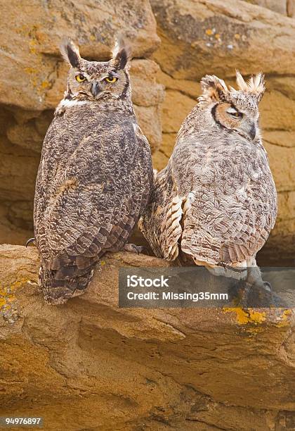 Photo libre de droit de Paire De Superbes Cassis Owls Sur Une Falaise banque d'images et plus d'images libres de droit de Chouette - Chouette, Contrarié, Grand-duc d'Amérique