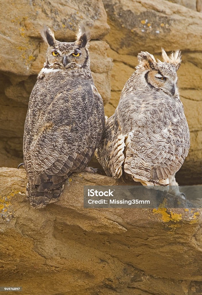 Par de grandes chifres Owls em um Penhasco - Royalty-free Bufo da Virgínia Foto de stock