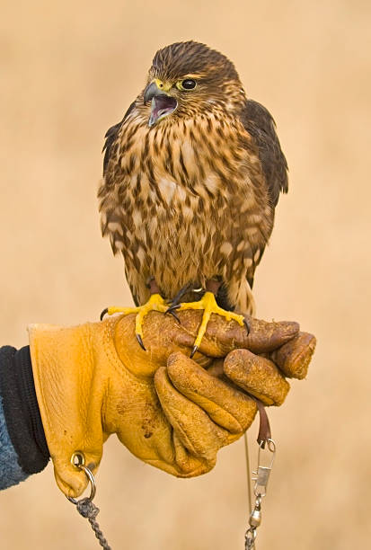 Arab man holding a Falcon on his hand at the 4th International Festival of Falconry event happened on 8 – 9 December 2017, Khalifa Park, Abu Dhabi. The gathering of international falconers in the 4th International Festival of Falconry, in Abu Dhabi, is a true representation of UAE's efforts in preserving the heritage of humanity through the protection of traditions and customs. Under the patronage of H.H. Sheikh Khalifa bin Zayed Al Nahyan, President of the UAE, the Falconry Festival celebrates Youth and the passing on of falconry knowledge to the next generation. The event was open to public with everyone welcome to explore the colorful international celebration, which includes children’s activities, bird of prey demonstrations, talks, exhibits and exciting practical workshops on the art and practice of falconry.