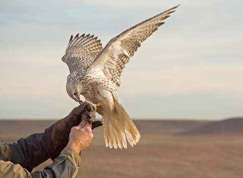 A beautiful flying eagle owl