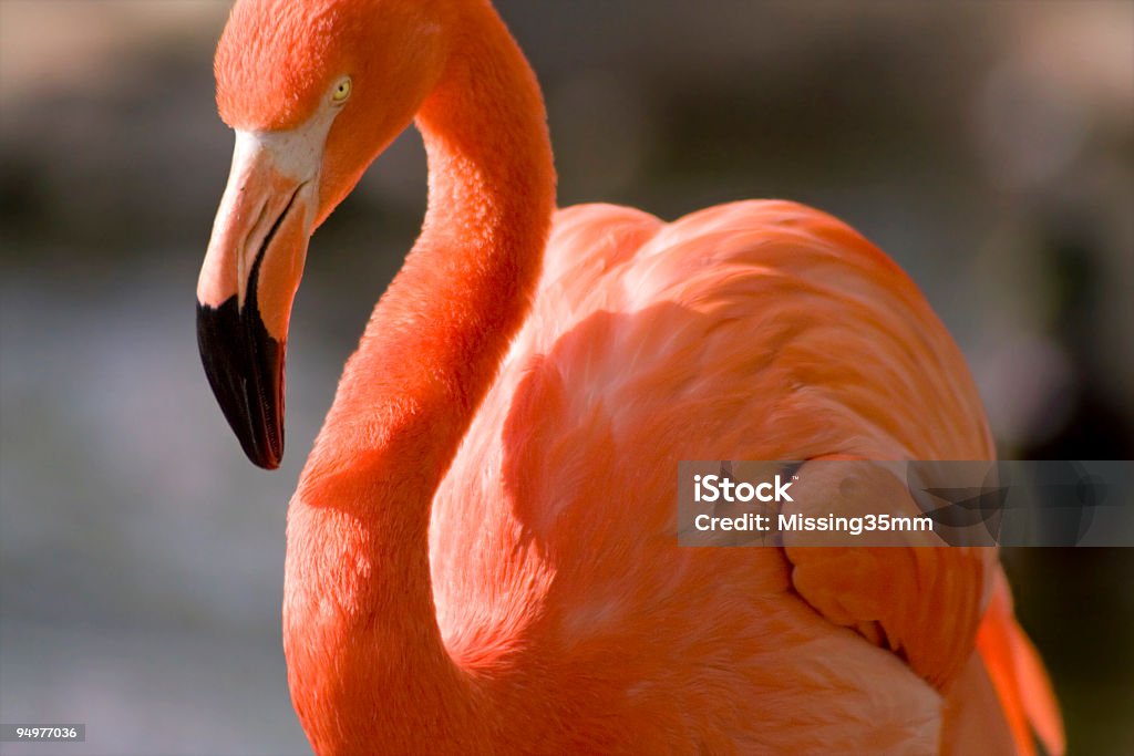 그레이스풀 Flamingo - 로열티 프리 돋보이는 스톡 사진