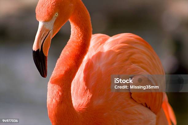 그레이스풀 Flamingo 돋보이는에 대한 스톡 사진 및 기타 이미지 - 돋보이는, 홍학, 개성-개념