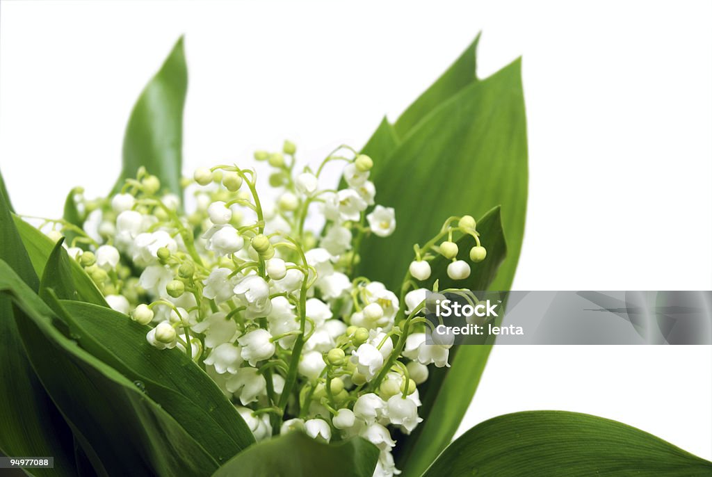 Mazzo di fiori bianchi - Foto stock royalty-free di Aiuola