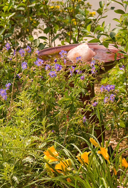 istock Xeriscape Garden in Colorado 94977190