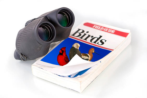 双眼鏡&Birdwatching フィールドガイド ストックフォト