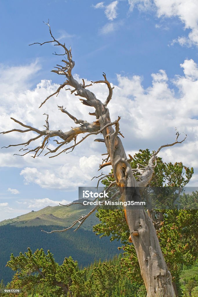 Antigua pino erizo esqueleto - Foto de stock de Aguja - Parte de planta libre de derechos